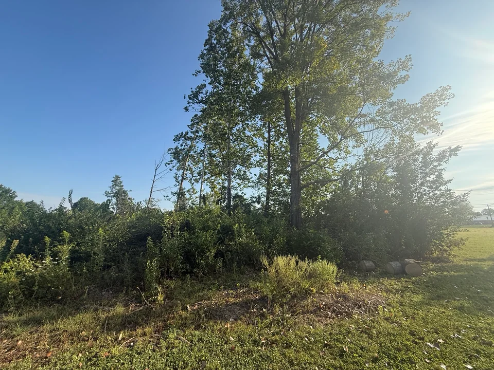 Cut tree sections from pond clearing project in Brownsburg Indiana