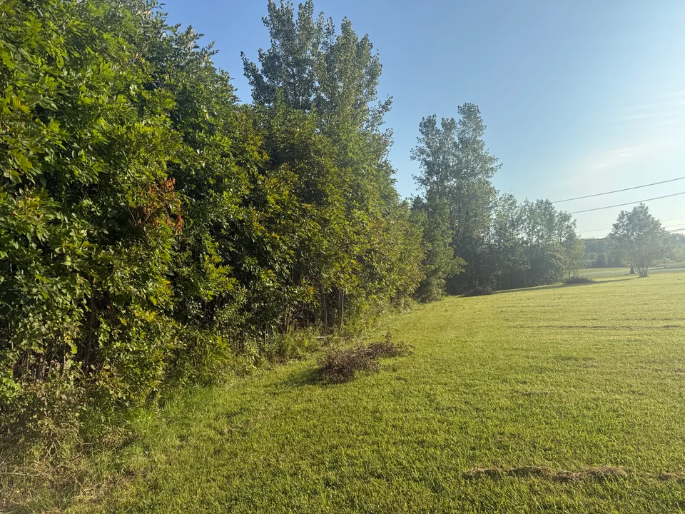 Dense brush and vegetation at a pond clearing project in Brownsburg Indiana