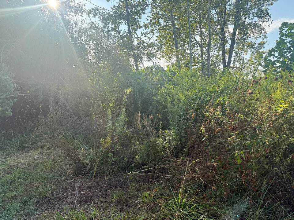 Dense brush and tall vegetation beside a grassy edge