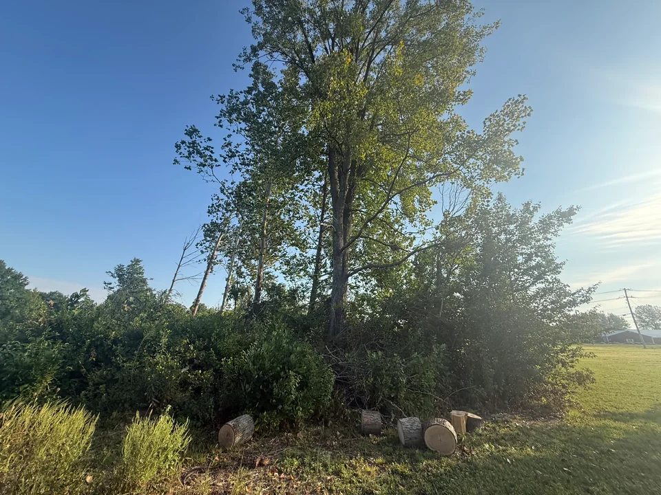 Cut log sections on the ground beside standing trees and brush
